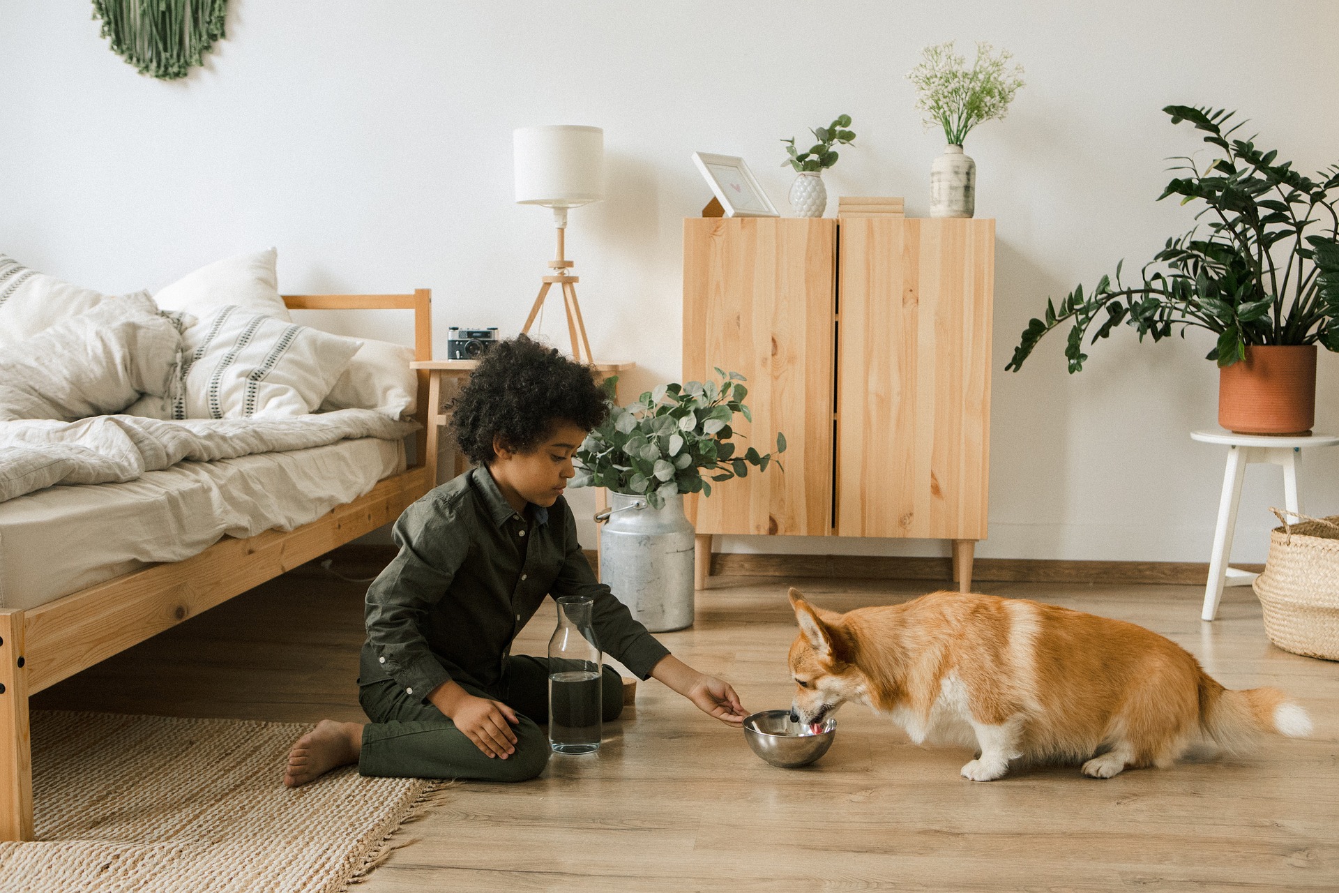 Child feeding a dog in a peaceful bedroom setting, illustrating tips for managing food aggression in dogs.