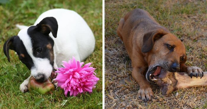 Food Aggression in Dogs: 8 Tips to Deal with Aggressive Behavior