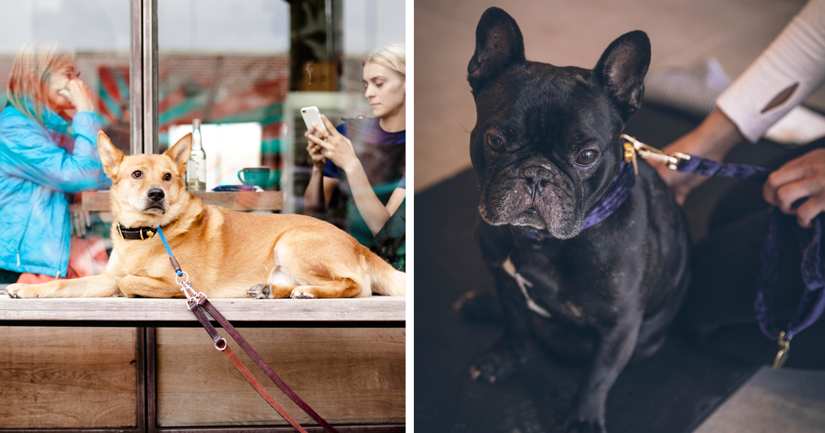 60+ DogFriendly Stores Where Your Pooch Can Shop With You Bored Panda