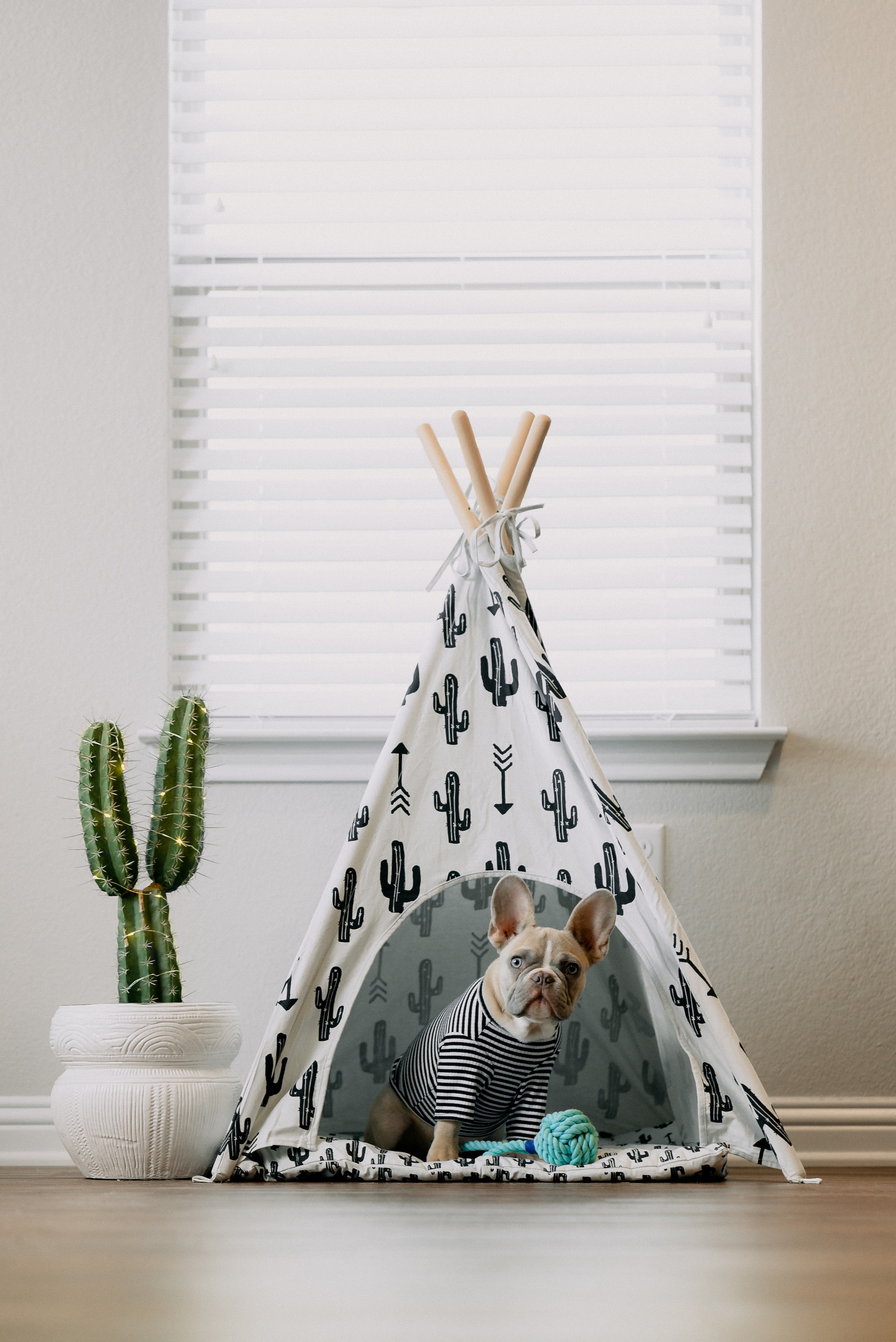 Dog in a striped shirt sitting inside a cactus-patterned teepee, next to a cactus plant, staying off the couch. Dog in a striped shirt sitting inside a cactus-patterned teepee, next to a cactus plant, staying off the couch.