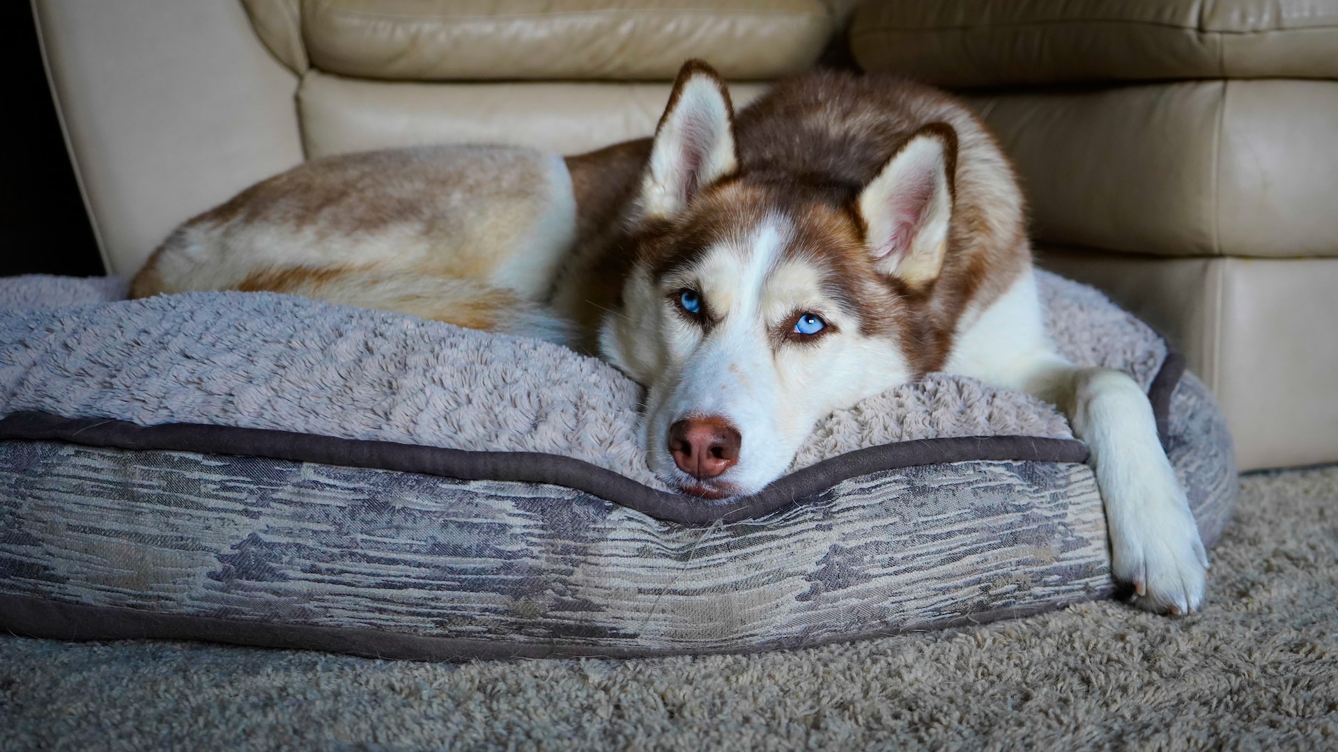 husky dog is in the dog bed
