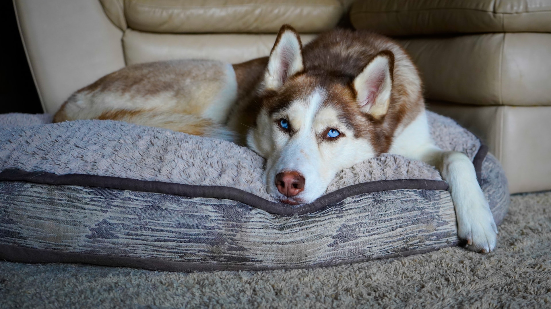Husky lying on a dog bed in front of a sofa, illustrating tips to keep dogs off the couch. Husky lying on a dog bed in front of a sofa, illustrating tips to keep dogs off the couch.