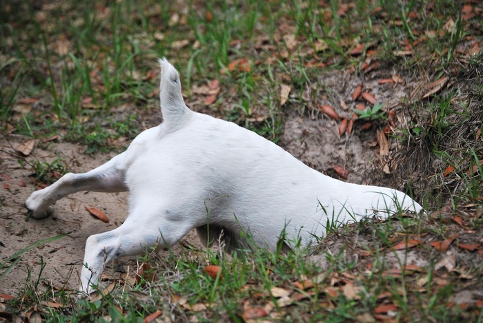 Dog digging under fence in grassy area, exploring possibilities of escape. Dog digging under fence in grassy area, exploring possibilities of escape.
