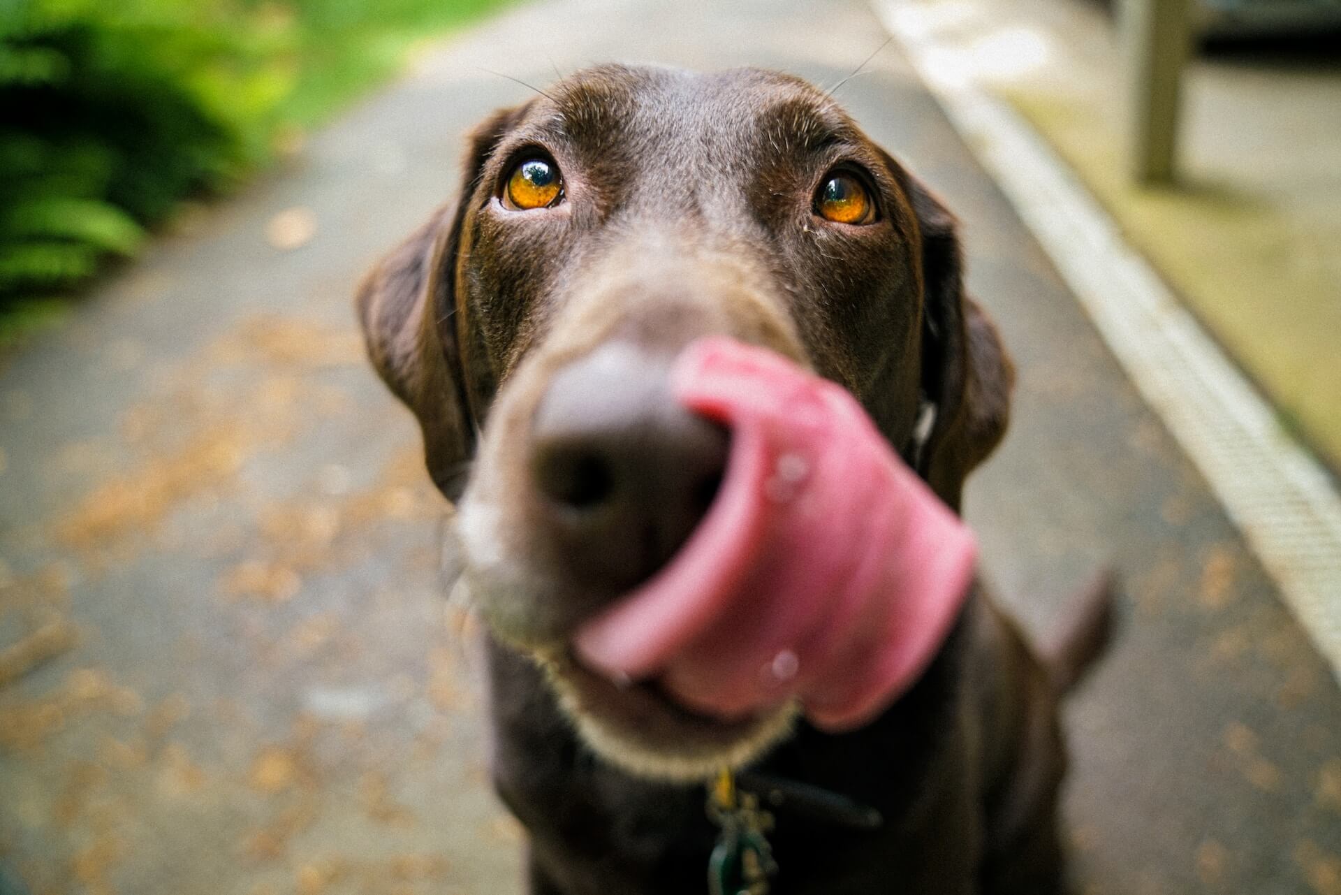 Dog licking its nose, anticipating nutritious bone broth. Dog licking its nose, anticipating nutritious bone broth.