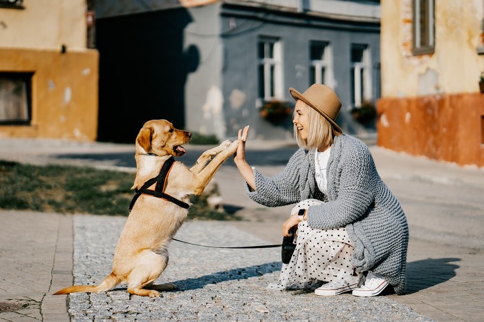 The dog is playing with its owner by greeting her with its front legs