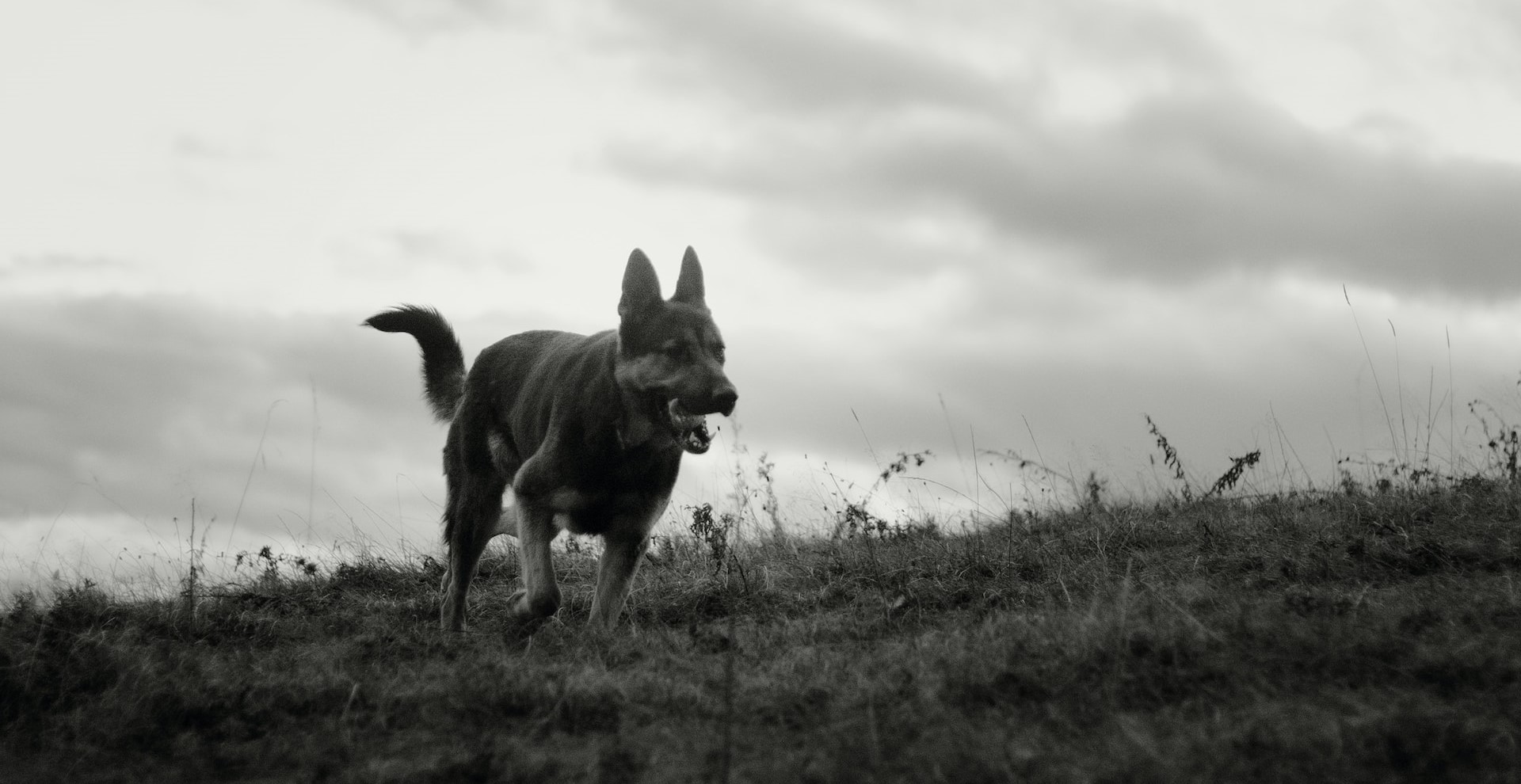 A dog walking on a hillside under a cloudy sky. A dog walking on a hillside under a cloudy sky.