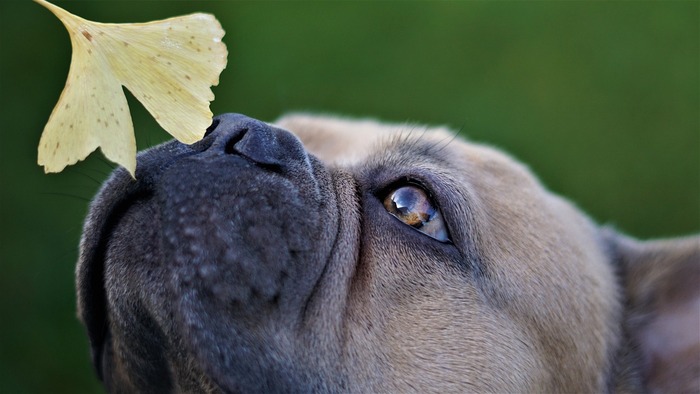Bulldog sniffing a leaf outdoors, potentially helping to keep dogs from pooping in your yard.
