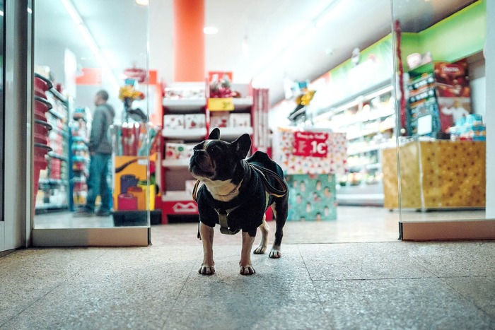 Dog in a coat standing in the entrance of a dog-friendly store with open glass doors. Dog in a coat standing in the entrance of a dog-friendly store with open glass doors.