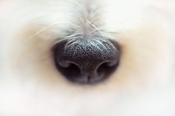 Close-up of a dog's nose, highlighting strategies to keep dogs out of the litter box. Close-up of a dog's nose, highlighting strategies to keep dogs out of the litter box.