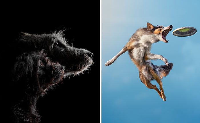 Estos son los ganadores de los Premios de Fotografía de Perros de 2023 (20 fotos)
