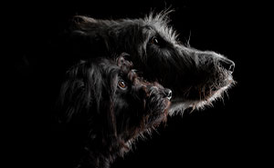 The Winners Of The 2023 Dog Photography Awards Have Been Announced (50 Pics)