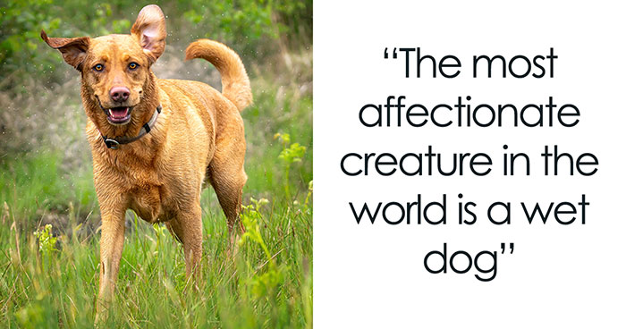 I Created A “Motivational Dog Quotes” Series To Help All Dog Lovers Laugh And Smile Together (12 Pics)