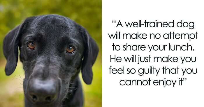 I Created A “Motivational Dog Quotes” Series To Help All Dog Lovers Laugh And Smile Together (12 Pics)