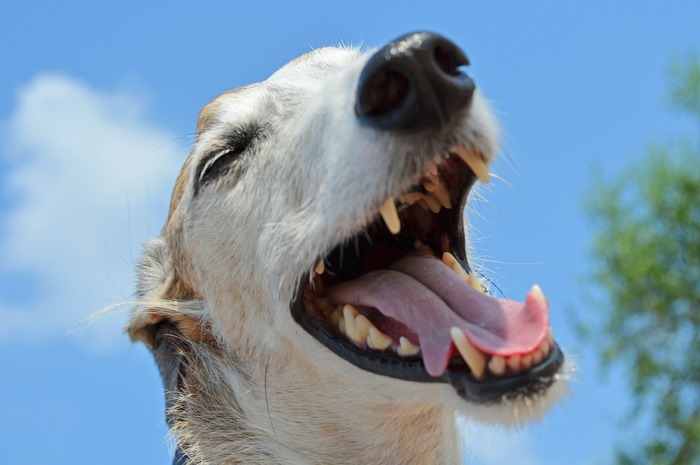 a white dog is showing its mouth with teeth