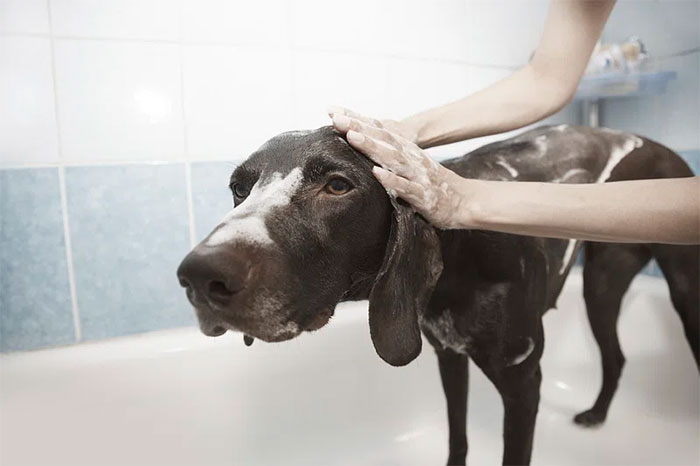 Dog being pampered with a relaxing bath at home spa. Dog being pampered with a relaxing bath at home spa.
