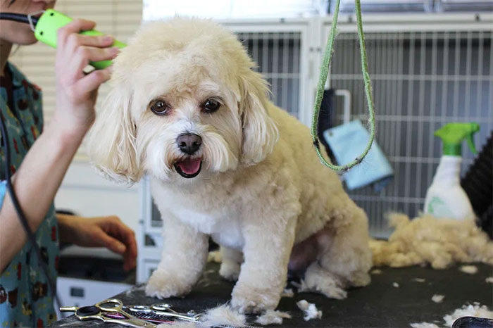 Dog receiving a haircut at home spa day, looking groomed and happy. Dog receiving a haircut at home spa day, looking groomed and happy.