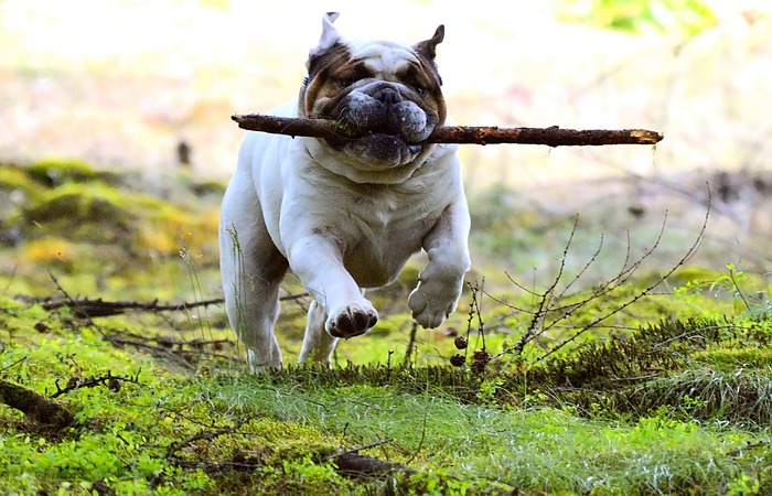 the dog brings the stick