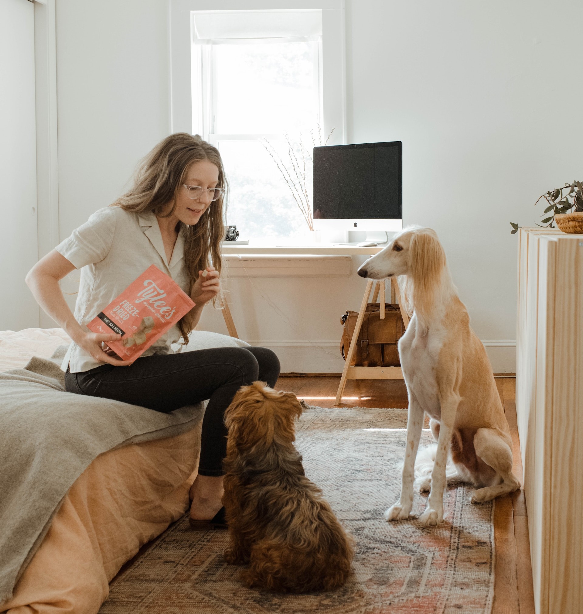 Woman training two dogs with treats to keep them off the couch. Woman training two dogs with treats to keep them off the couch.