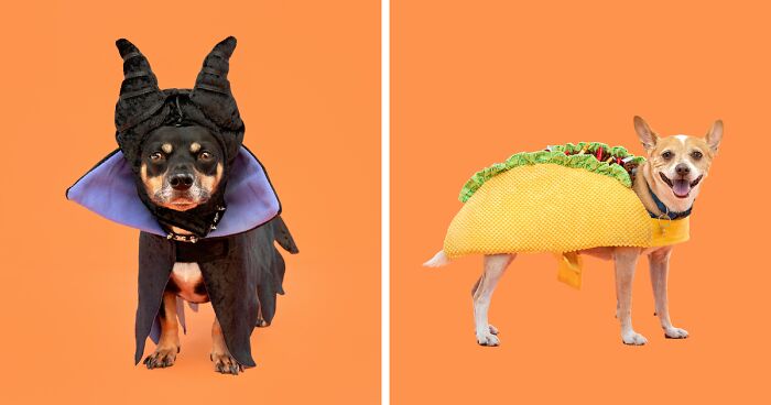 My 25 Photos Of Cute Dogs Posing With Their Halloween Costumes On ...