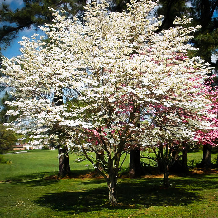 White and pink dogwood tree in a park 