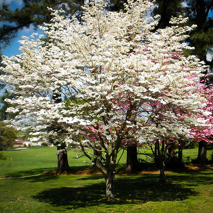 White and pink dogwood tree in a park White and pink dogwood tree in a park