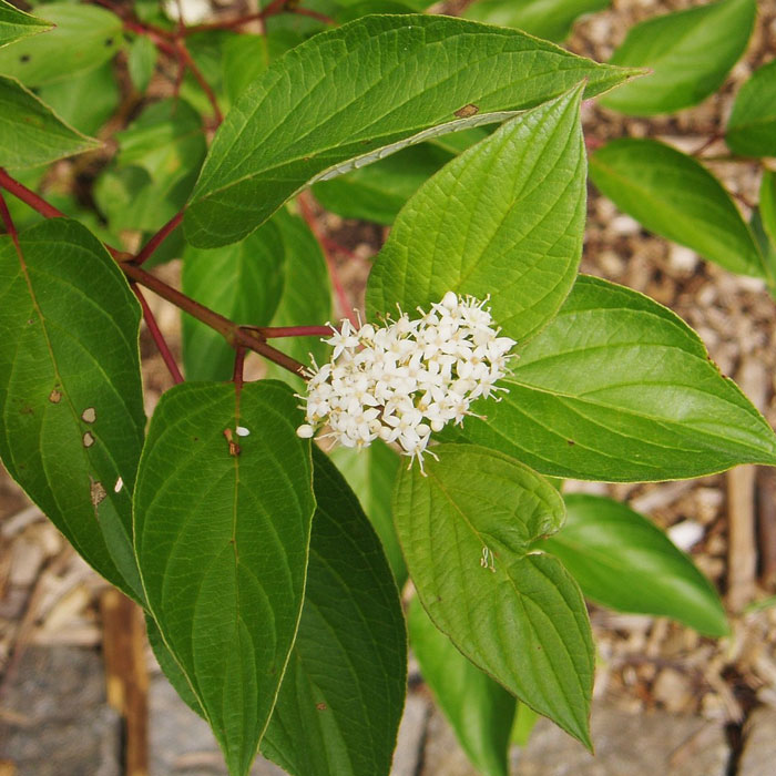 Red Osier Dogwood Dogwood Tree and white blossom 