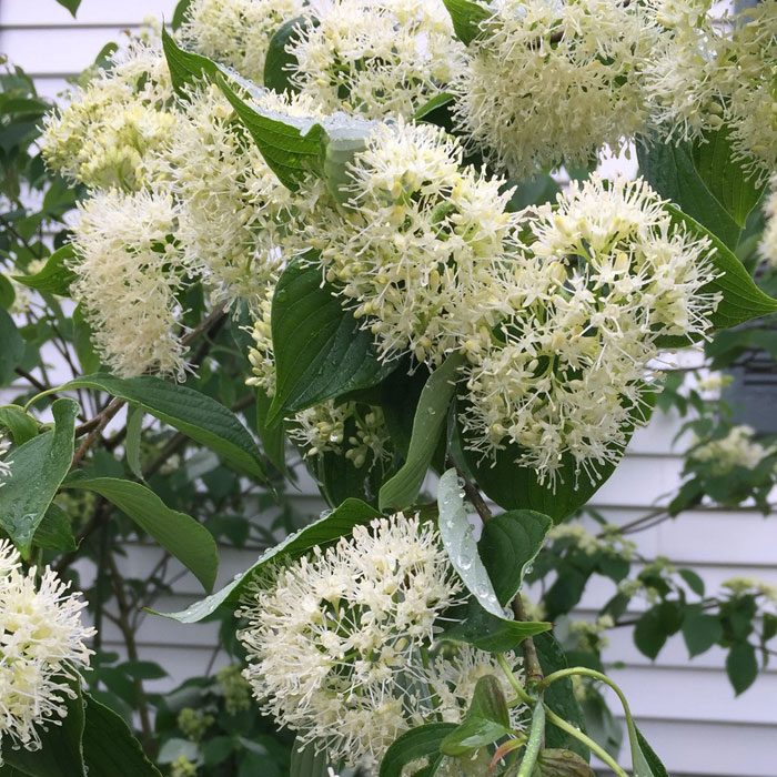 White Pagoda Dogwood branch 