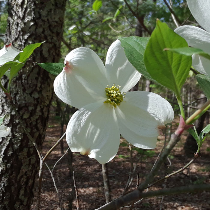 Pacific Dogwood tree white blossoms 