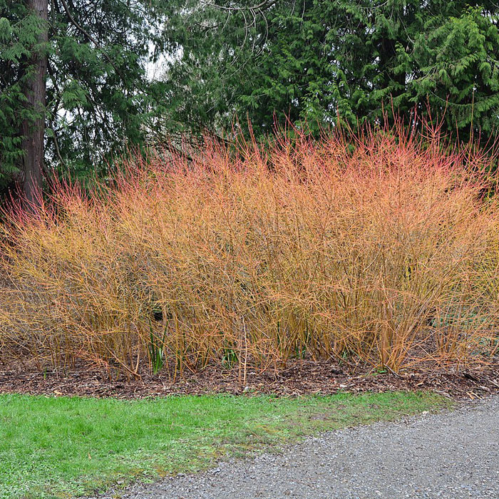 Bloodtwig Dogwood tree Bloodtwig Dogwood tree
