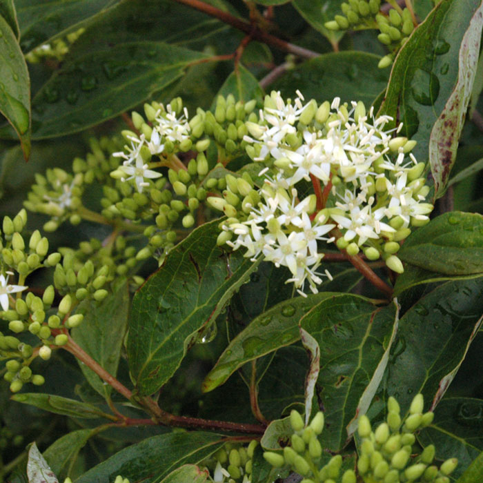Gray Dogwood tree branch Gray Dogwood tree branch