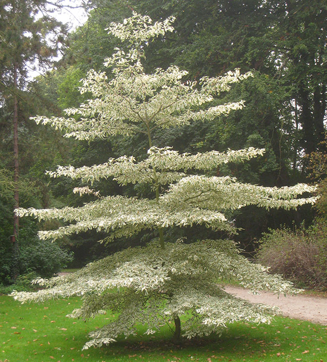 Giant white dogwood tree