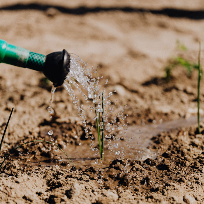 Growing Plants Being Watered Growing Plants Being Watered