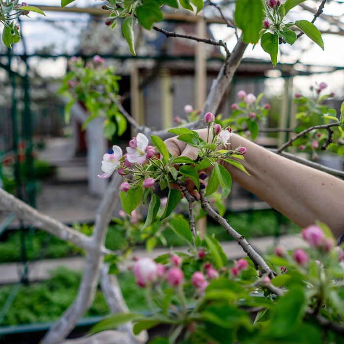 Person Pruning a Tree