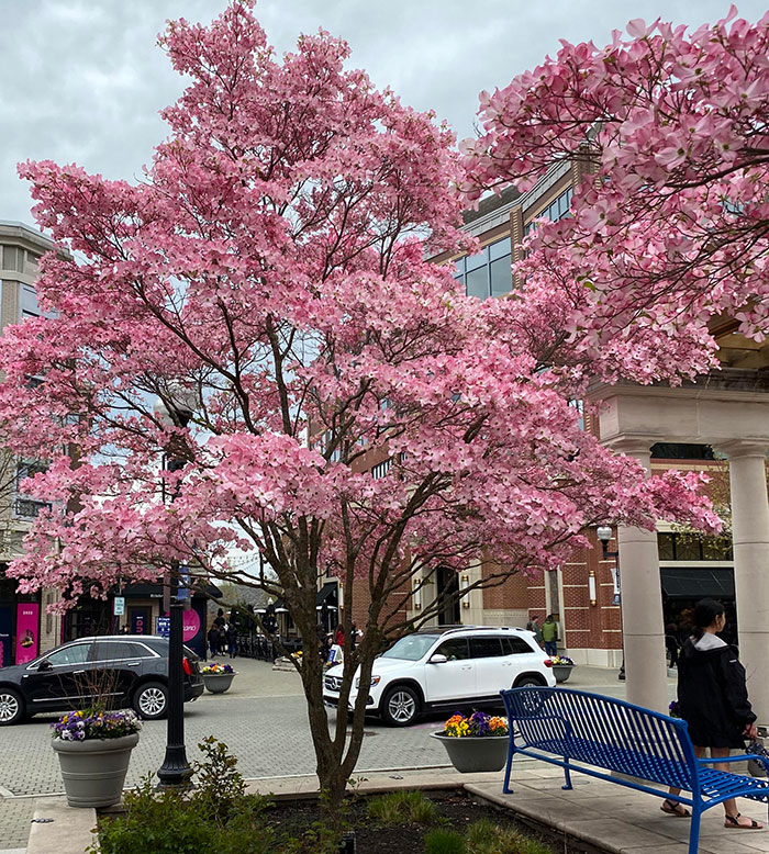 Pink dog wood tree in the street Pink dog wood tree in the street