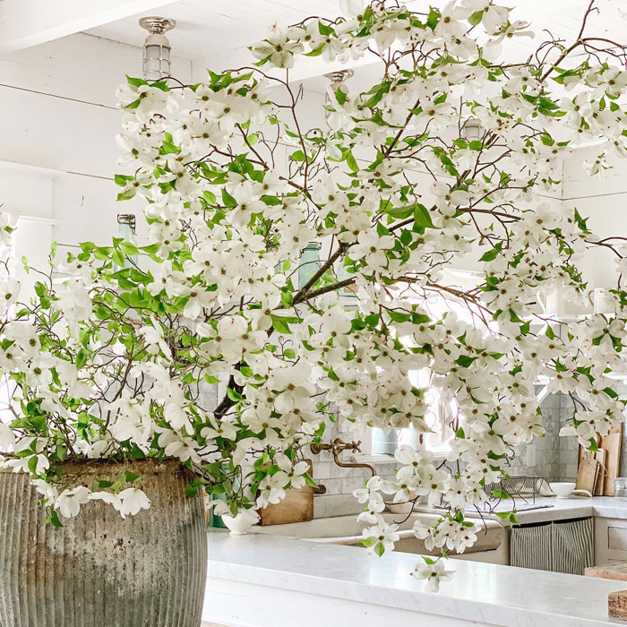 Dog wood tree in a grey pot Dog wood tree in a grey pot