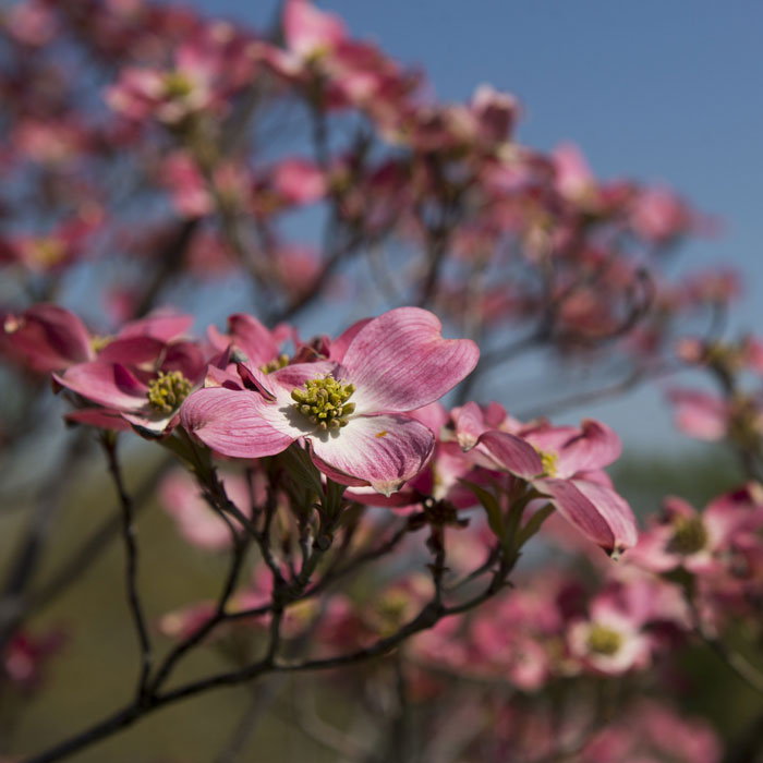 Dogwood tree with red flowers