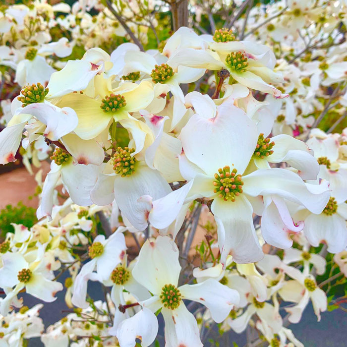 Beautiful white dogwood tree Beautiful white dogwood tree