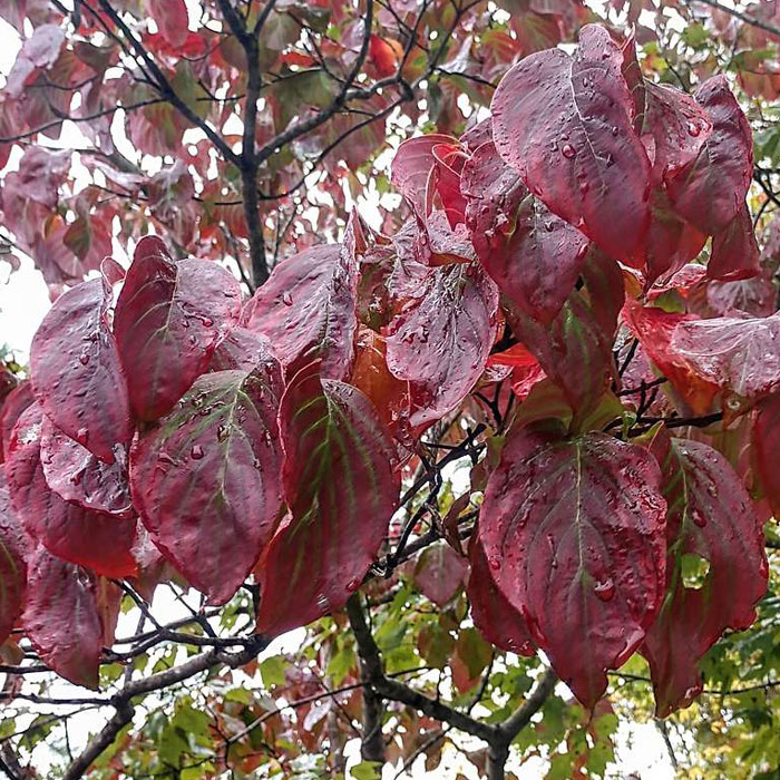 Dogwood tree leaves turning red/crimson