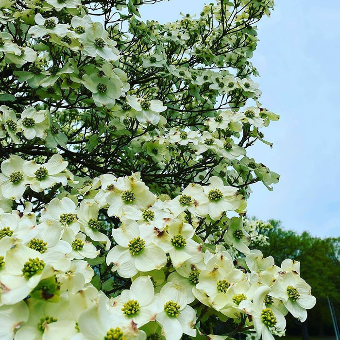 White flowering dog wood tree