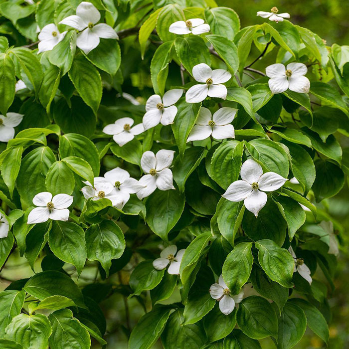 White Kousa Dogwood Tree White Kousa Dogwood Tree