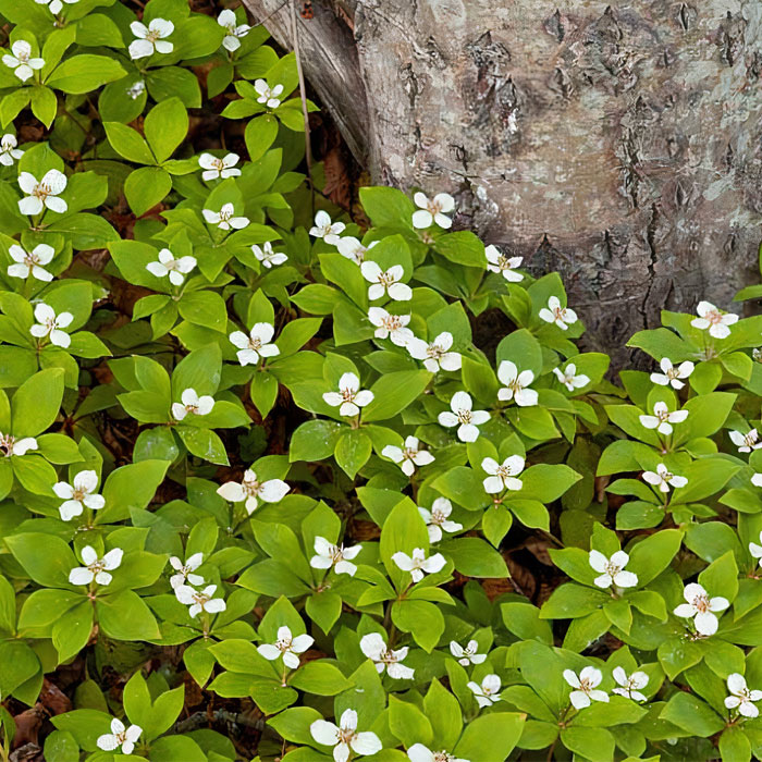 Bunchberry Dogwood around the tree Bunchberry Dogwood around the tree