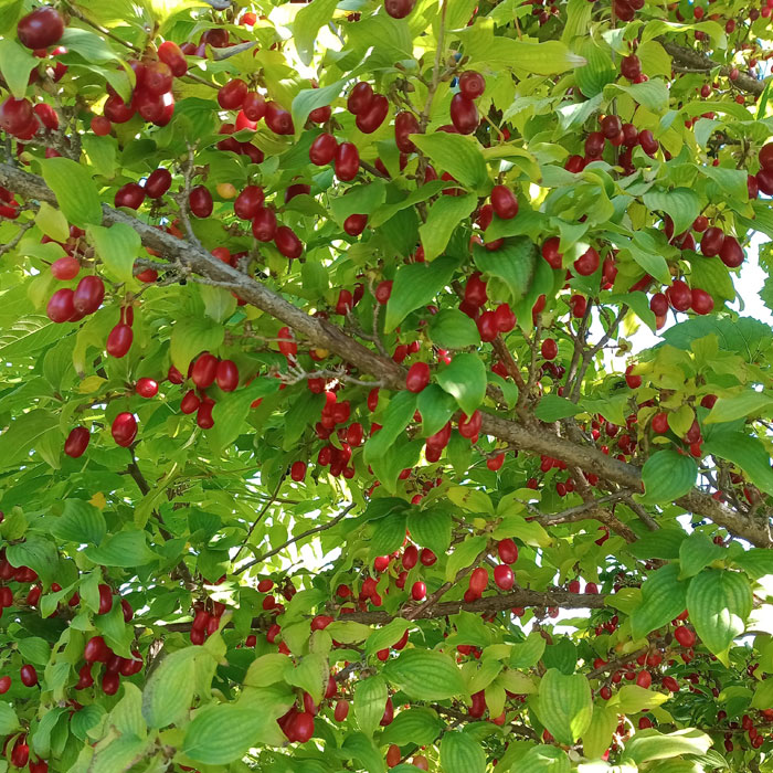 Cornelian Cherry Dogwood Tree with cherries 