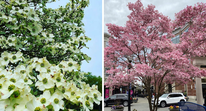 Everything You Need To Know About The Elegant Dogwood Tree