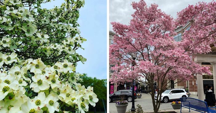 Everything You Need To Know About The Elegant Dogwood Tree