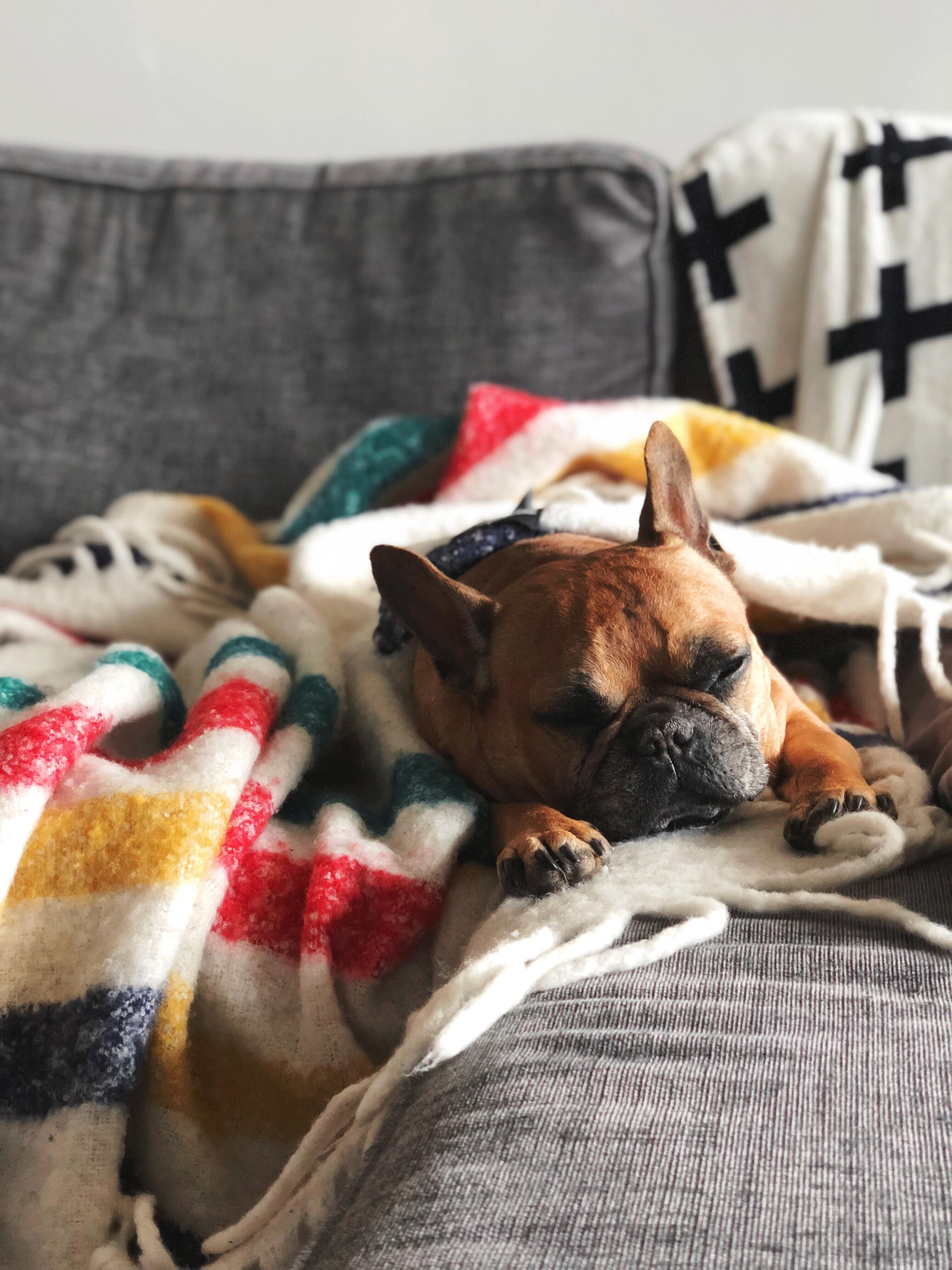 Dog sleeping on a couch with a colorful blanket, depicting the challenge of keeping dogs off furniture. Dog sleeping on a couch with a colorful blanket, depicting the challenge of keeping dogs off furniture.