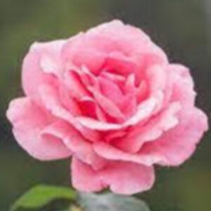 fuzzyslippers507 avatar