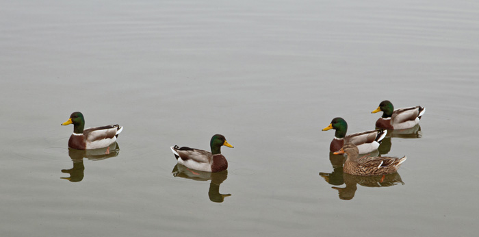 Five ducks swimming in the lake 