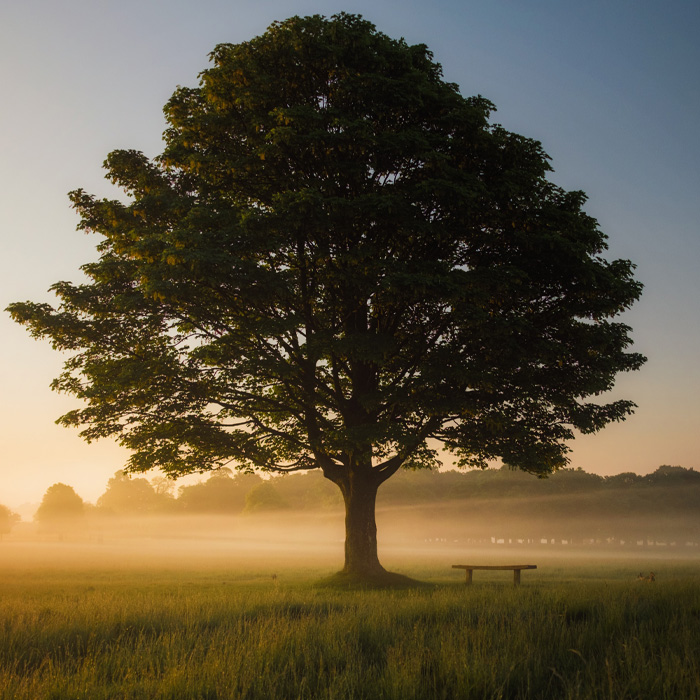 A tree in the middle of a field 