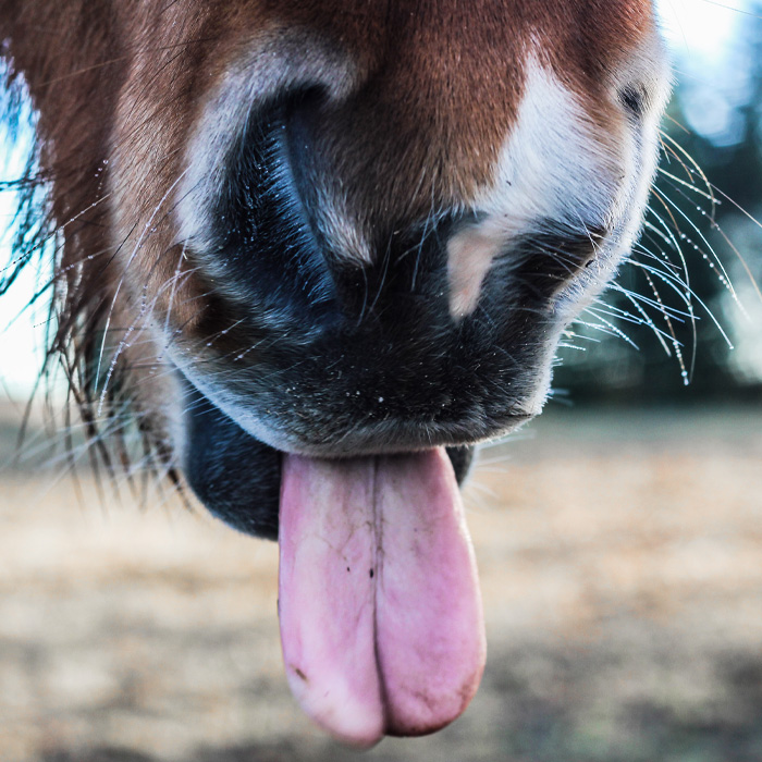A horse tongue 