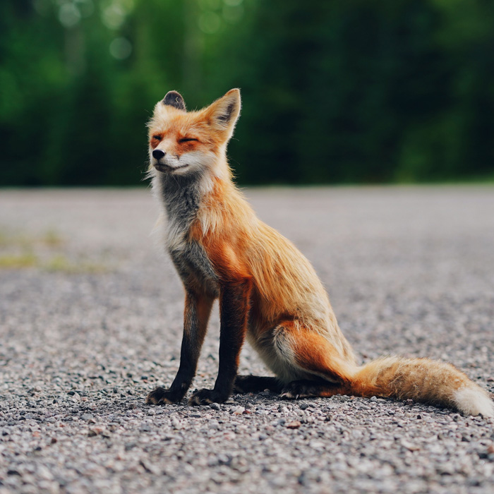 Fox with her eyes closes sitting on the road 